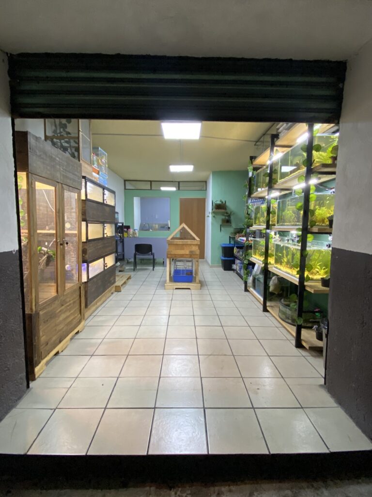 37920 animal queen 768x1024