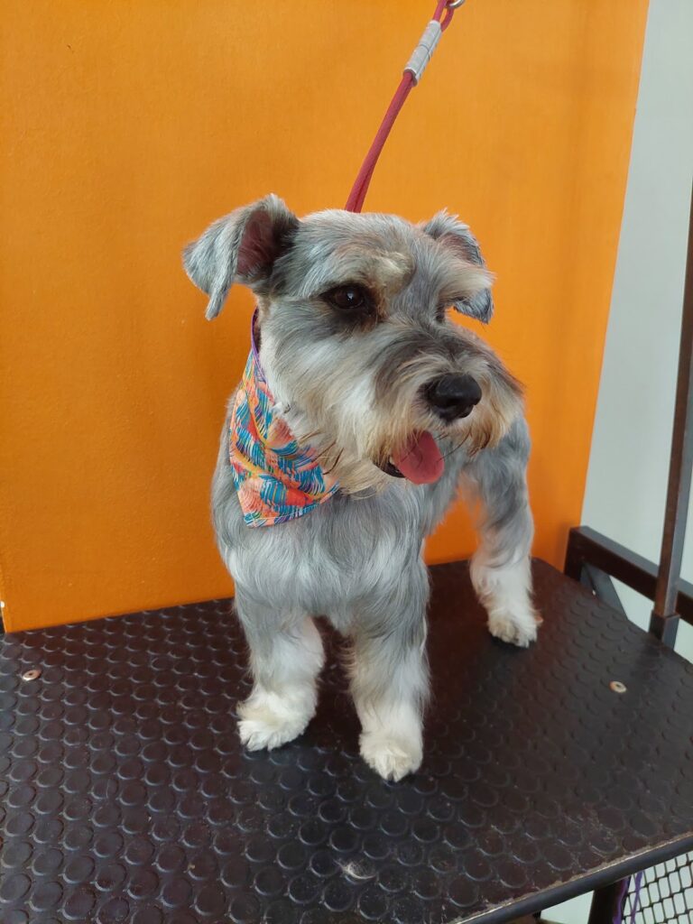 37963 pet house acuario grooming y accesorios 768x1024