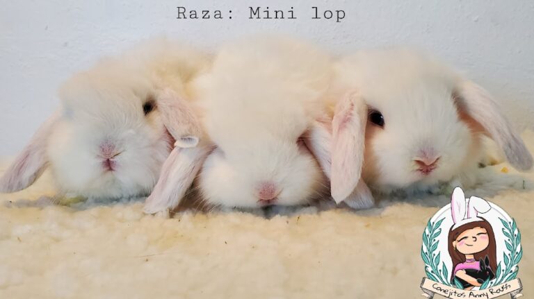 38021 conejitos anny rouss 768x431