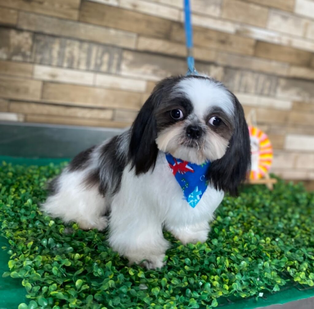 38061 pets mall spa reynosa 1024x1008