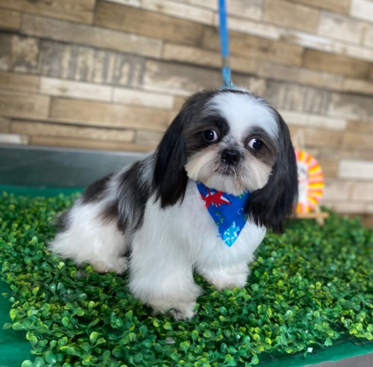 38061 pets mall spa reynosa 768x756