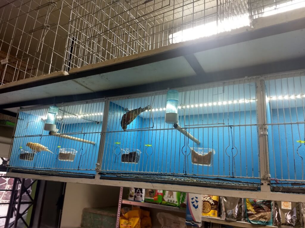 38086 animal store 1024x768