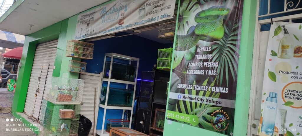 38119 tienda de mascotas animal city xalapa 1024x461