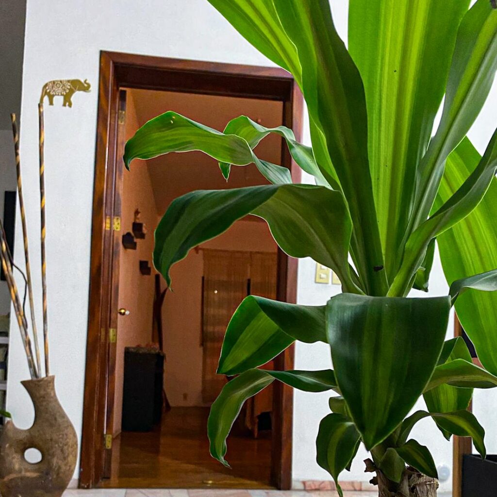 9830 chandan spa 1024x1024