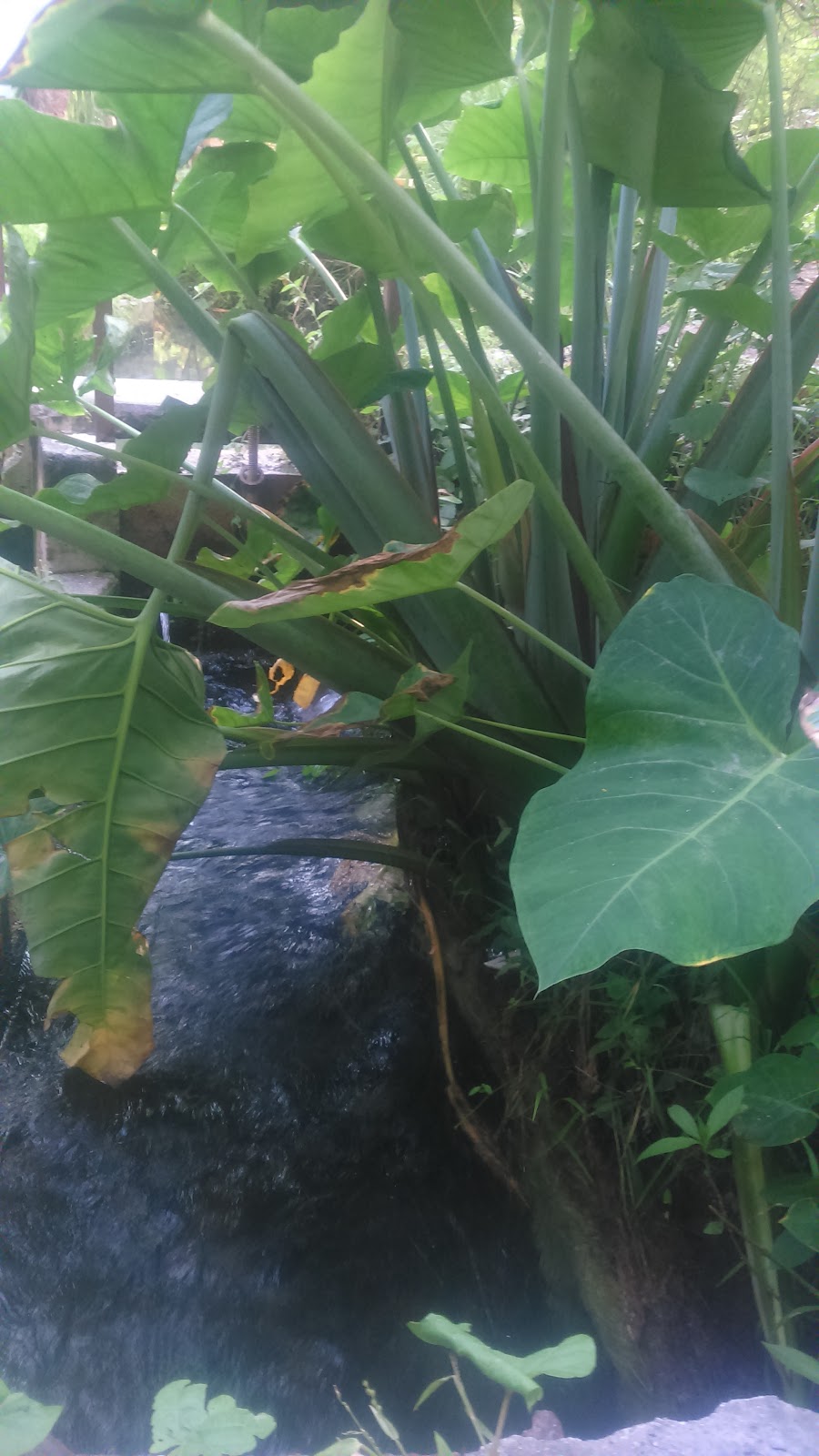 leetx-google-photo-47031-5 leetx-google-photo-47031-5