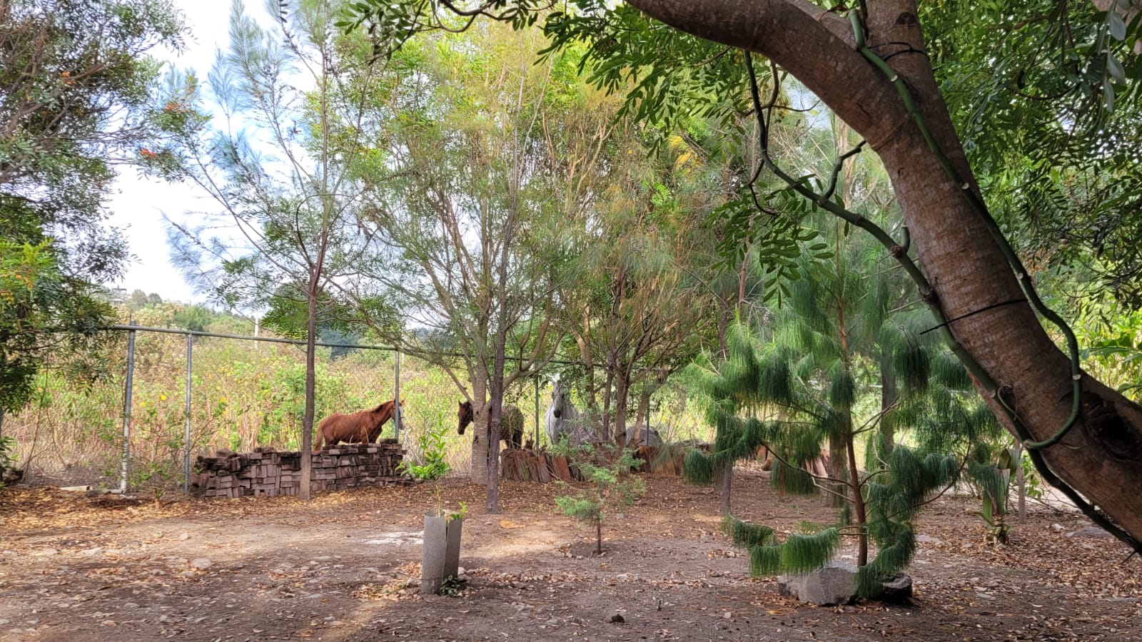 leetx-google-photo-47256-4 leetx-google-photo-47256-4