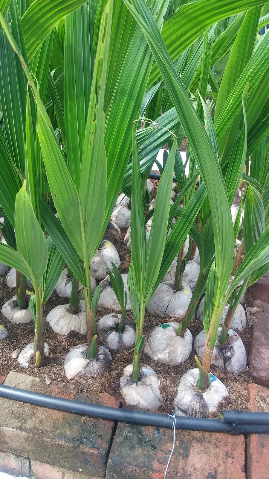 leetx-google-photo-49095-3 leetx-google-photo-49095-3