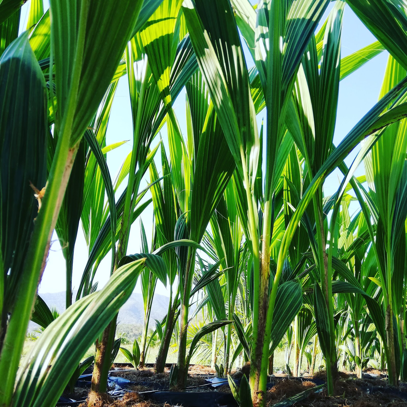 leetx-google-photo-49095-7 leetx-google-photo-49095-7