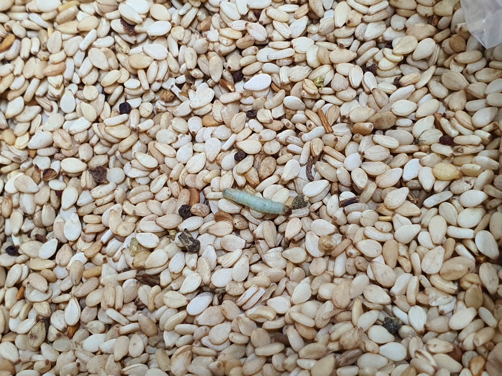 leetx-google-photo-57396-8 leetx-google-photo-57396-8